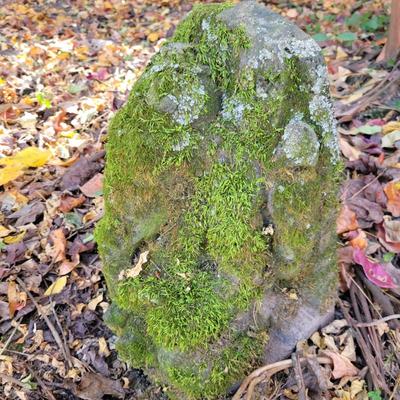 Moss Covered Ganesha Yard Statue (BY-DW)