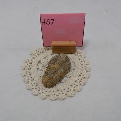 Ancient Trilobite Fossil 3x2