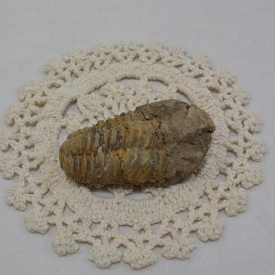 Ancient Trilobite Fossil 3x2