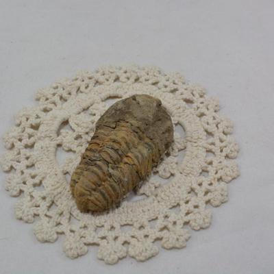 Ancient Trilobite Fossil 3x2