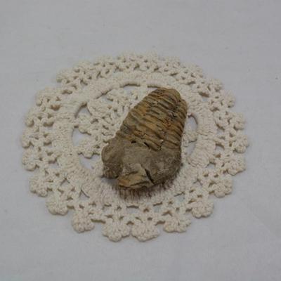 Ancient Trilobite Fossil 3x2