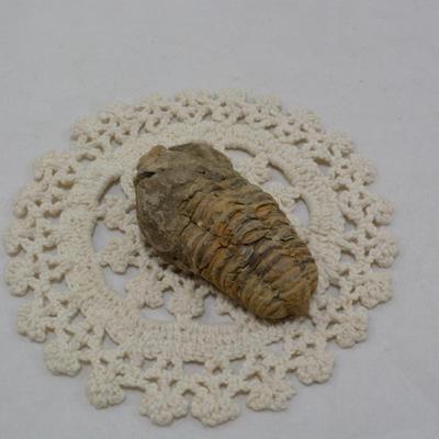 Ancient Trilobite Fossil 3x2