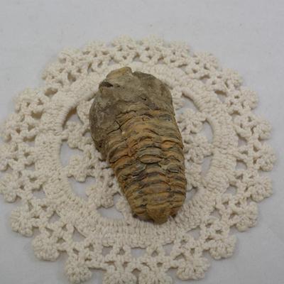 Ancient Trilobite Fossil 3x2