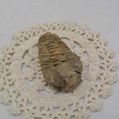 Ancient Trilobite Fossil 3x2