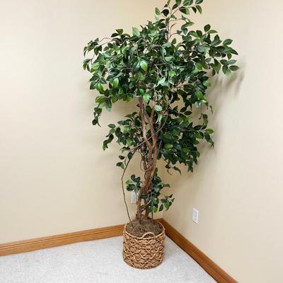 6 Ft. Ficus Tree ~ With Wicker Basket