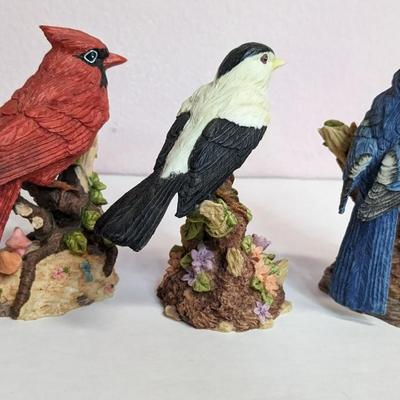 Bird Watching