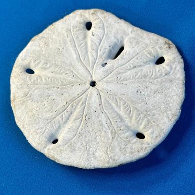 REAL SAND DOLLAR 