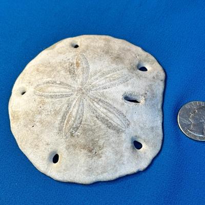 REAL SAND DOLLAR 
