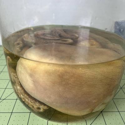 Glass Jar Specimen - Octopus
