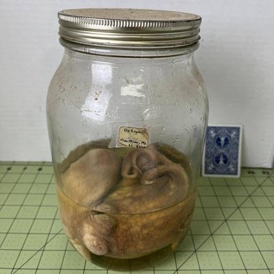 Glass Jar Specimen - Octopus