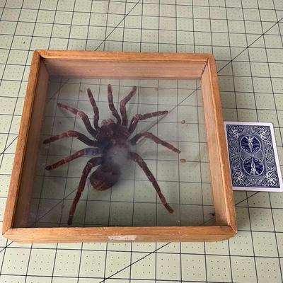 Box Frame Specimen - Tarantulas