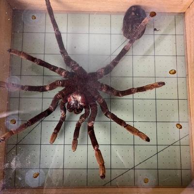 Box Frame Specimen - Tarantulas