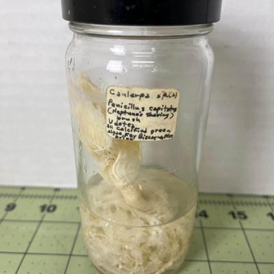  Glass Jar Specimen - Caulerpa Penicillus Capitatus