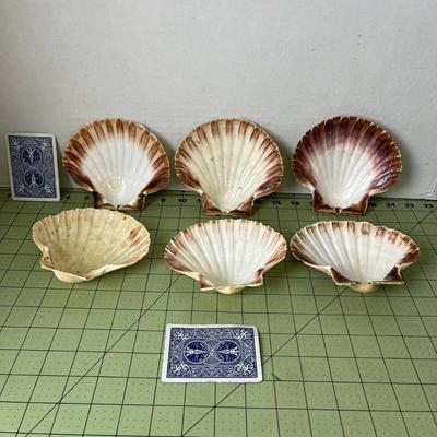 Large Scallop Seashell Collection