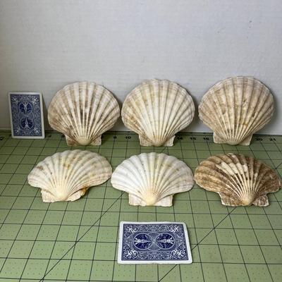 Large Scallop Seashell Collection