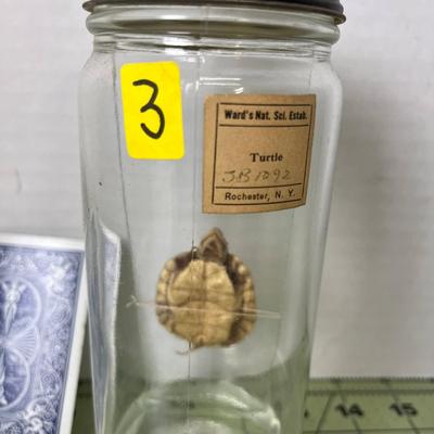 Glass Jar Specimen - Turtle