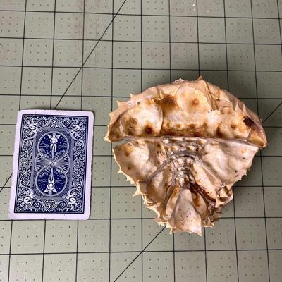 Sea Life Shell