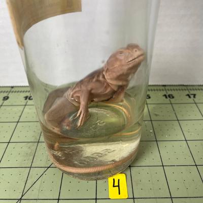 Glass Jar Specimen - Crotaphytus/Lizard 