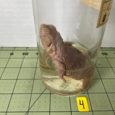 Glass Jar Specimen - Crotaphytus/Lizard 