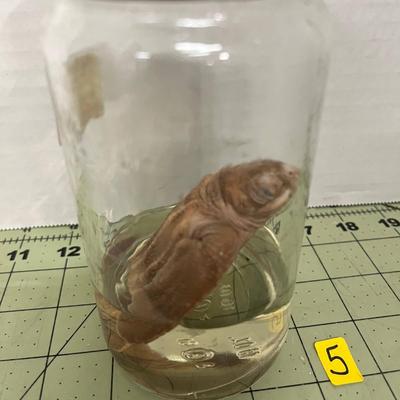 Glass Jar Specimen - Sea Turtle