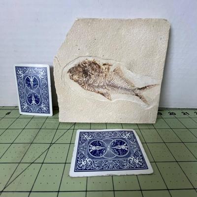 Fish Fossil