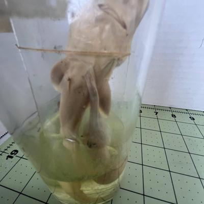 Glass Jar Specimen - Shark Fetus