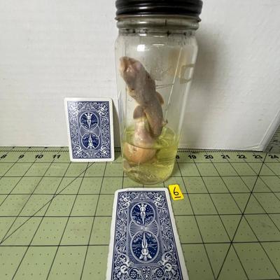 Glass Jar Specimen - Shark Fetus