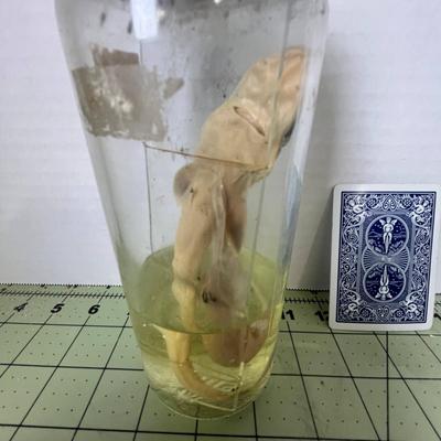 Glass Jar Specimen - Shark Fetus