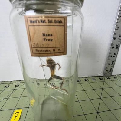 Glass Jar Specimen - Rana Frog