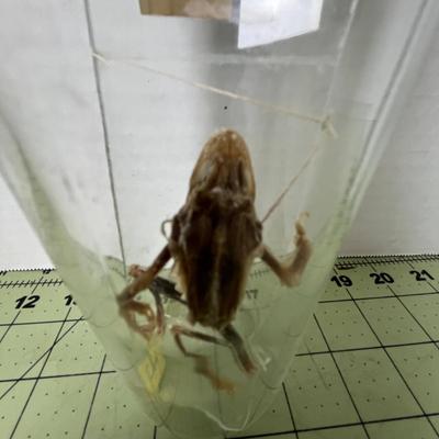Glass Jar Specimen - Rana Frog
