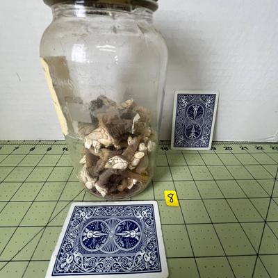 Glass Jar Specimen - Goose Neck Barnacles