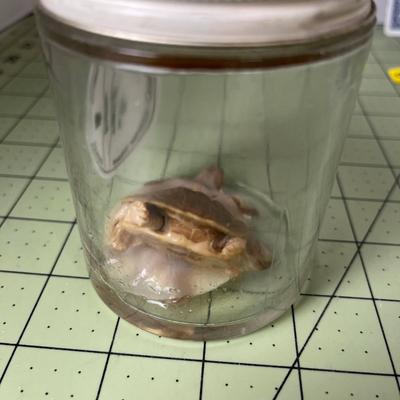 Glass Jar Specimen - Turtle (2)