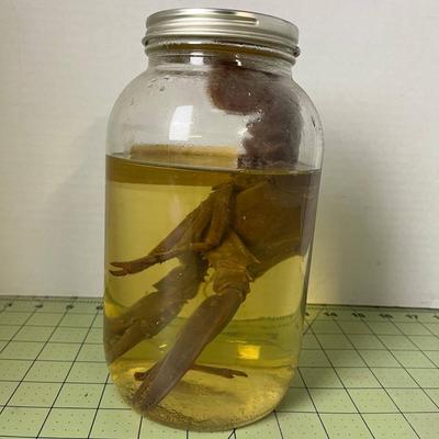 Glass Jar Specimen - American Lobster