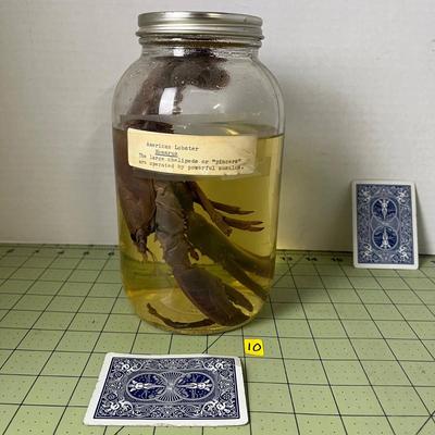 Glass Jar Specimen - American Lobster