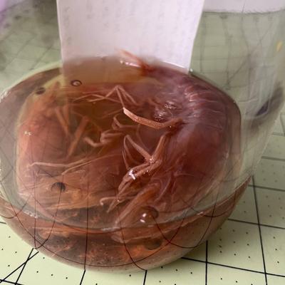 Glass Jar Specimen - Commercial Shrimp