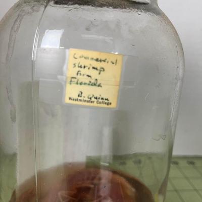 Glass Jar Specimen - Commercial Shrimp