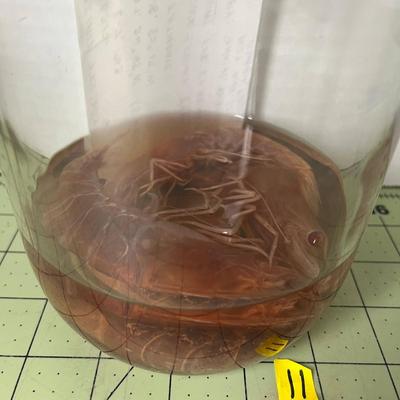 Glass Jar Specimen - Commercial Shrimp