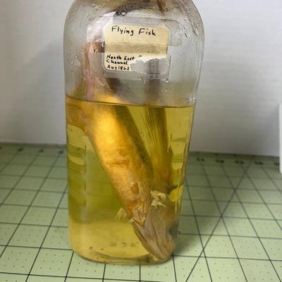 Glass Jar Specimen - Flying Fish