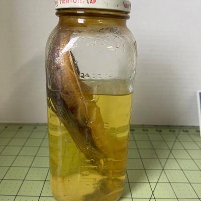 Glass Jar Specimen - Flying Fish
