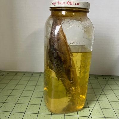 Glass Jar Specimen - Flying Fish