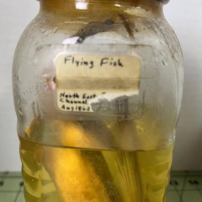 Glass Jar Specimen - Flying Fish