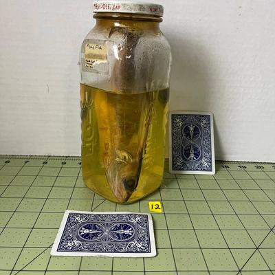 Glass Jar Specimen - Flying Fish