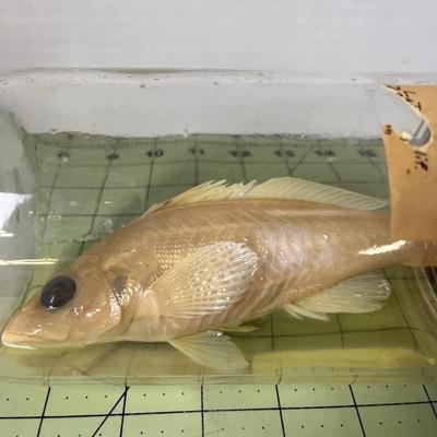 Glass Jar Specimen - Kelp Bass
