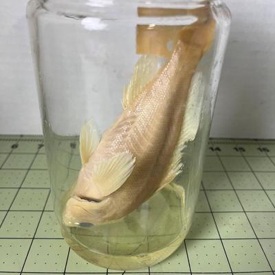 Glass Jar Specimen - Kelp Bass