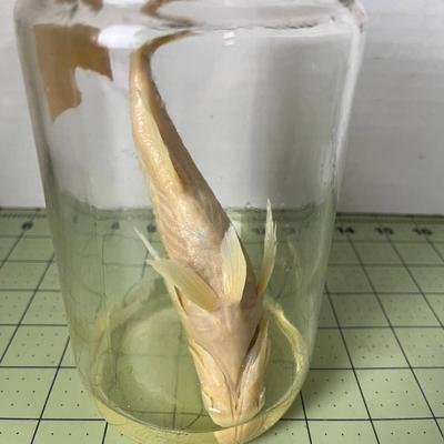 Glass Jar Specimen - Kelp Bass