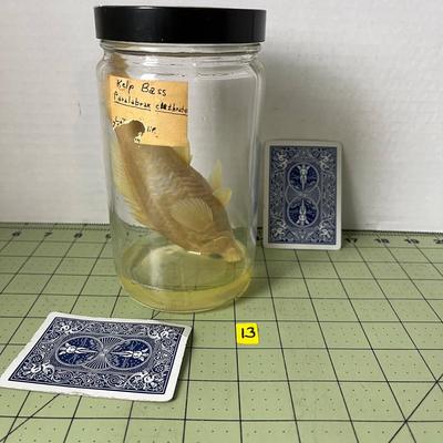 Glass Jar Specimen - Kelp Bass