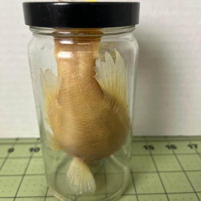 Glass Jar Specimen - Green Sunfish