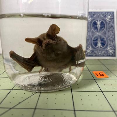 Glass Jar Specimen - Bat 