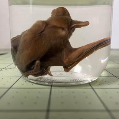 Glass Jar Specimen - Bat 