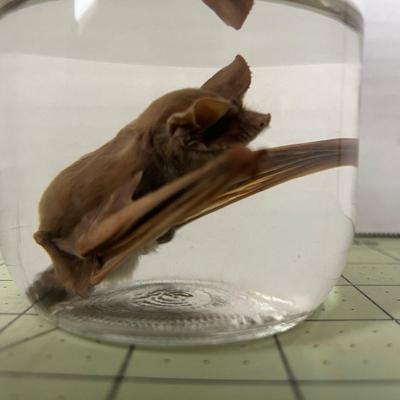 Glass Jar Specimen - Bat 